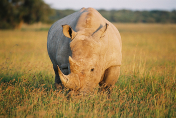 Khama Rhino Sanctuary Khama Rhino Sanctuary: Breitmaulnashorn