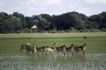Kwetsani Camp: Red Lechwe im Delta