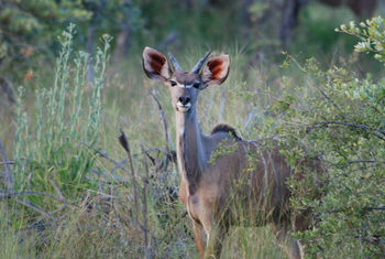 Macatoo Camp: Junger Kudubock