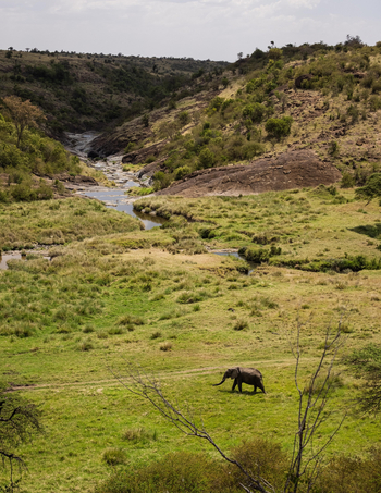 Mahali Mzuri: Elefant im Bachtal