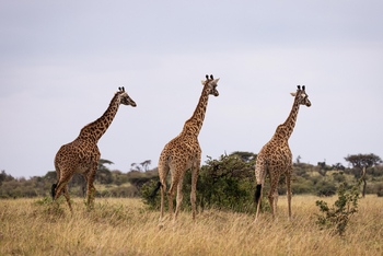 Mahali Mzuri: Giraffen