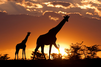 Mara Toto Tree Camp: Giraffen im Gegenlicht