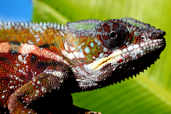 Masoala Forest Lodge: Ausgewachsenes Pantherchamäleon