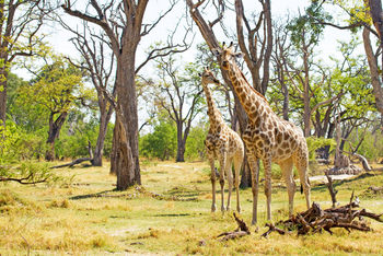 Moremi Game Reserve: Giraffen