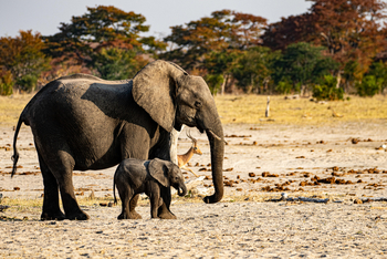 Muddy Teak Camp: Elefant mit Elefantenjungem