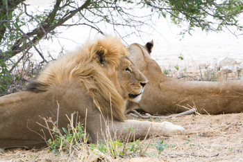 Mushara Game Drive: Löwenpärchen