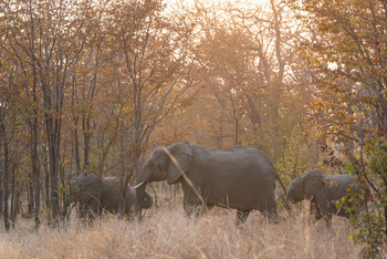 Nanzhila Lake Camp Nanzhila Lake Camp: Elefanten im Miombo-Wald