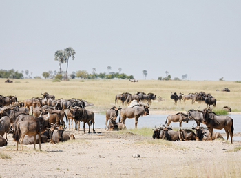 Camp Kalahari Camp Kalahari: Gnus an einer Pfanne