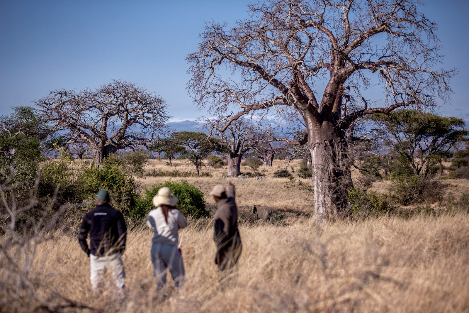 Nimali Tarangire Camp Nimali Tarangire Camp: Walking Safari