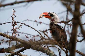 Ol Donyo Lodge: Red-billed Hornbill