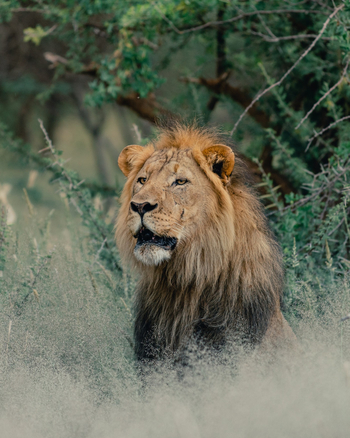 Old Traders Lodge: Männlicher Löwe