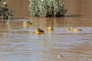 Old Traders Lodge: Ochsenfrösche