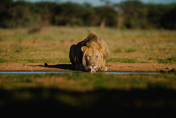 Old Traders Lodge: Trinkender Löwe