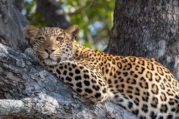 Pom Pom Camp: Ruhender Leopard