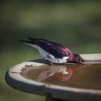 Richard's River Camp: Amethystglanzstar