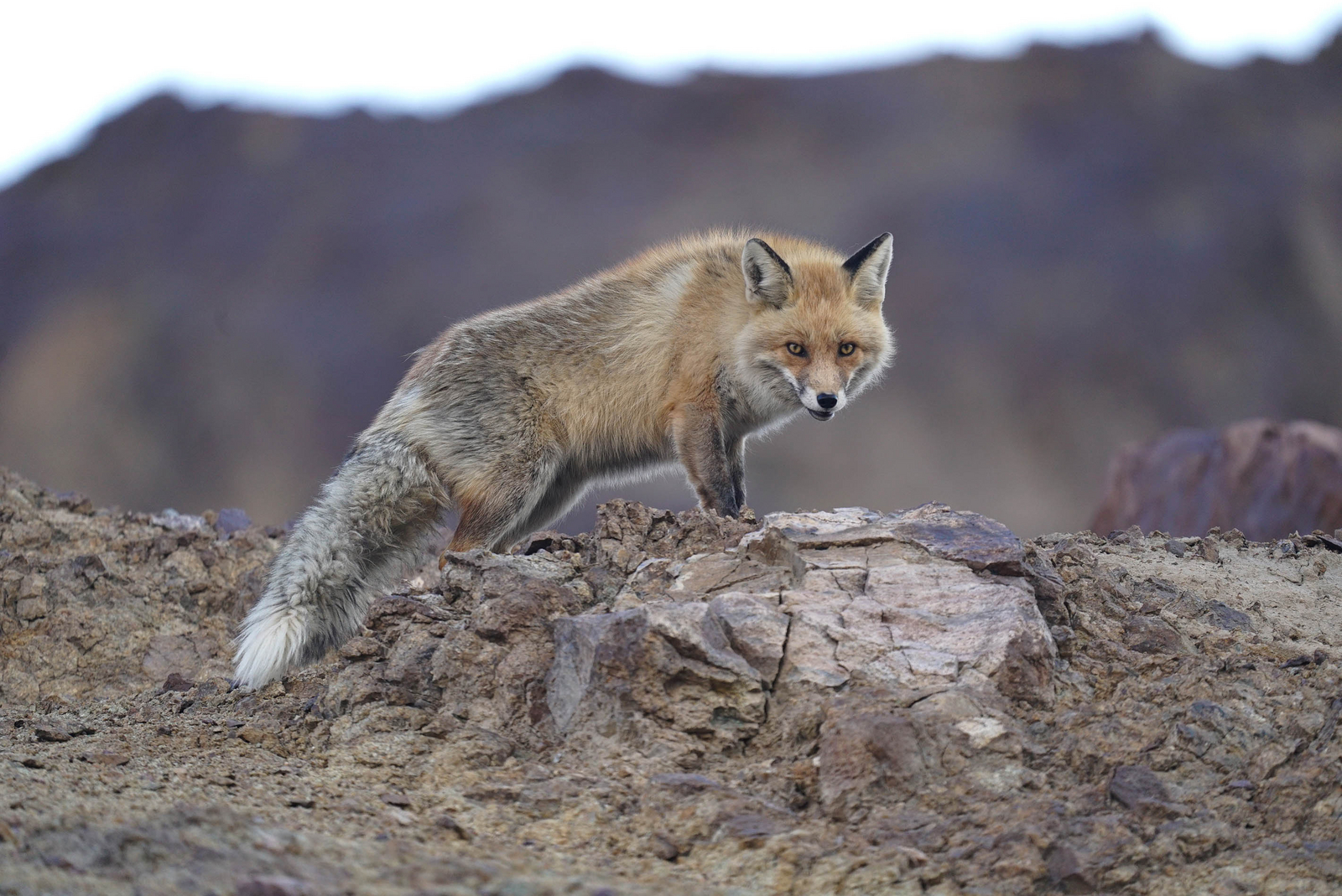 Rumbak Lodge Rumbak Lodge: Rotfuchs