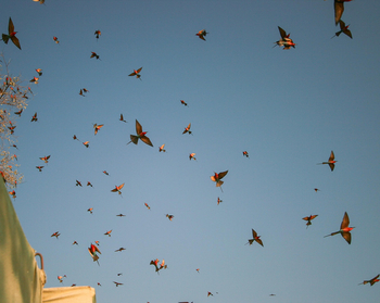 Shenton Safaris: Carmine Bee-Eater Hide