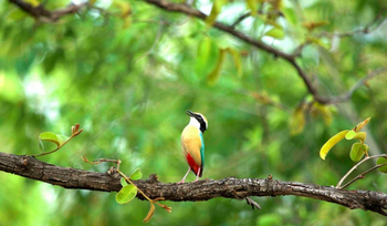 Svasara Jungle Lodge: Indian Pitta