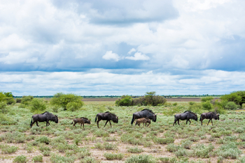 Tau Pan Camp Tau Pan Camp: Gnuherde