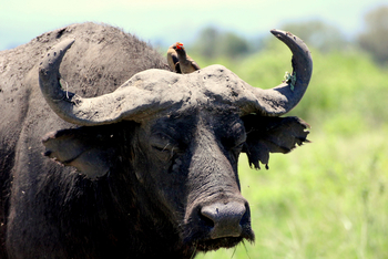 Volcanoes Kyambura Gorge Lodge: Oxpecker