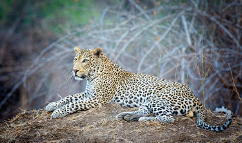 Vundu Camp Vundu Camp: Leopard