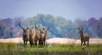 Vundu Camp Vundu Camp: Wasserböcke