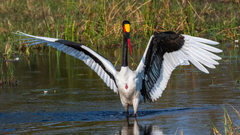 Xigera Safari Lodge Xigera Safari Lodge: Sattelstorch