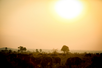Adere Safari Lodge: In einer Büffelherde