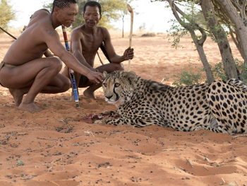 Bagatelle Kalahari Game Ranch: Gepardenbegegnung