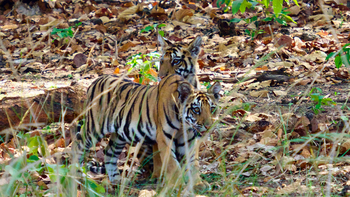 Bagh Villas: Junge Tiger