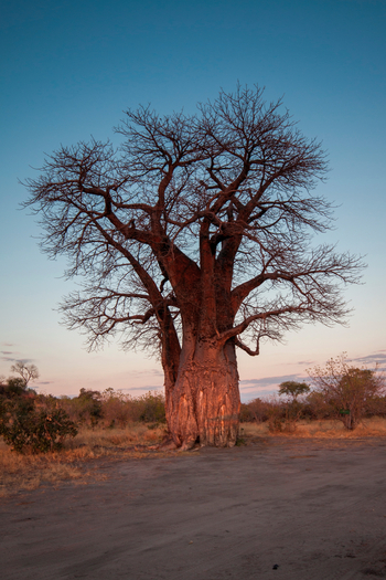 Belmond Savute Elephant Lodge Belmond Savute Elephant Lodge: Alter Baobab