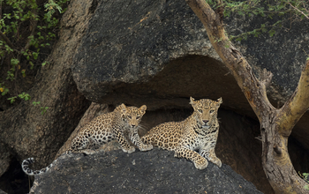 Bera Safari Lodge: Leopardin mit Jungtier