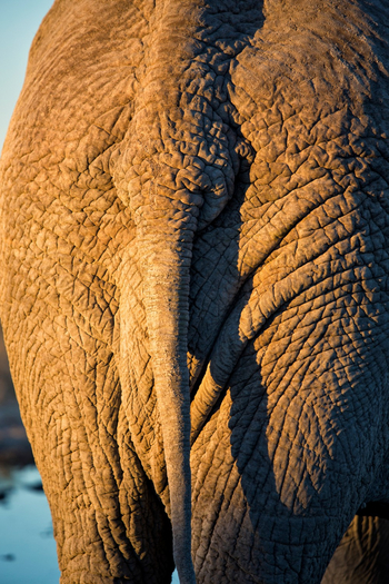 Etosha Heights Game Reserve: Tiere und Landschaft