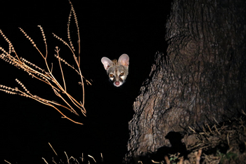 Flatdogs Camp: Ginsterkatze