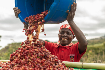 Gorongosa Safaris: Mitarbeiter schüttet Früchte aus