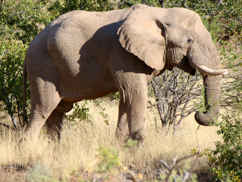 Grootberg Lodge Grootberg Lodge: Elefanten