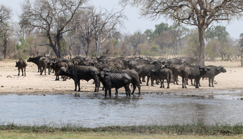 Imvelo Safaris Imvelo Safaris: Wasserbüffel an der Mbazu Pan