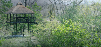 Jim's Jungle Retreat: Machaan