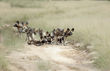 Kanga Camp: Wildhunde bei Jagdbeginn
