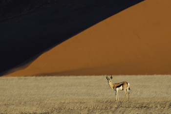 Kulala Desert Lodge: Impala