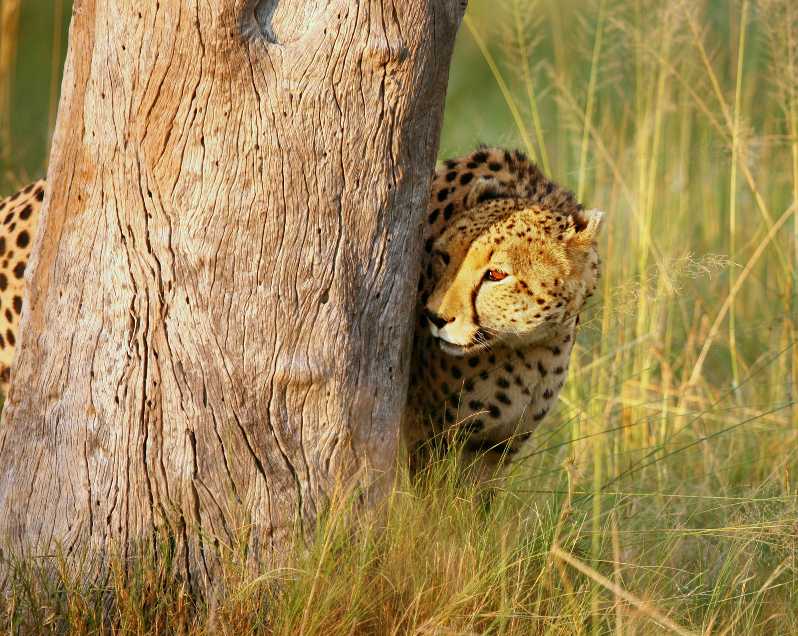 Lagoon Camp Lagoon Camp: Gepard