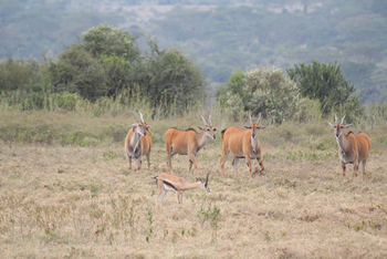 Lake Nakuru Sopa Lodge Lake Nakuru Sopa Lodge: Elenantilopen und Thomsongazelle