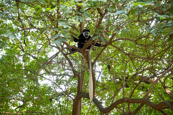 Lale's Camp: Mantelaffe