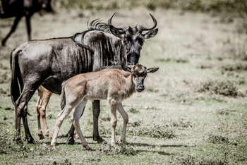 Legendary Mila Tented Camp: Gnukuh mit Kalb
