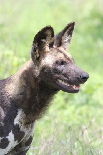 Legendary Mwiba Lodge: Wildhundkopf