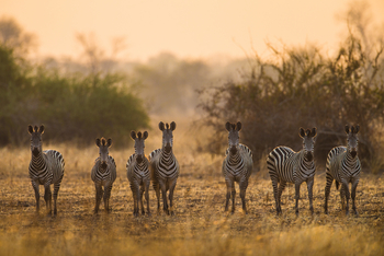 Luambe Camp: Aufmerksame Zebras