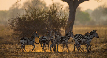 Luambe Camp: Zebraherde