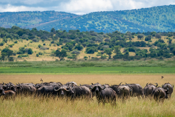 Magashi Camp: Büffelherde