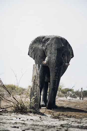 Mangwane Hideaway: Elefant