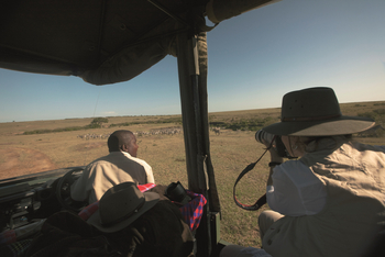 Mara Expedition Camp: Zebraherde